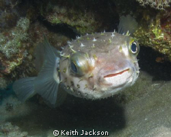 Porkupine puffer fish by Keith Jackson 